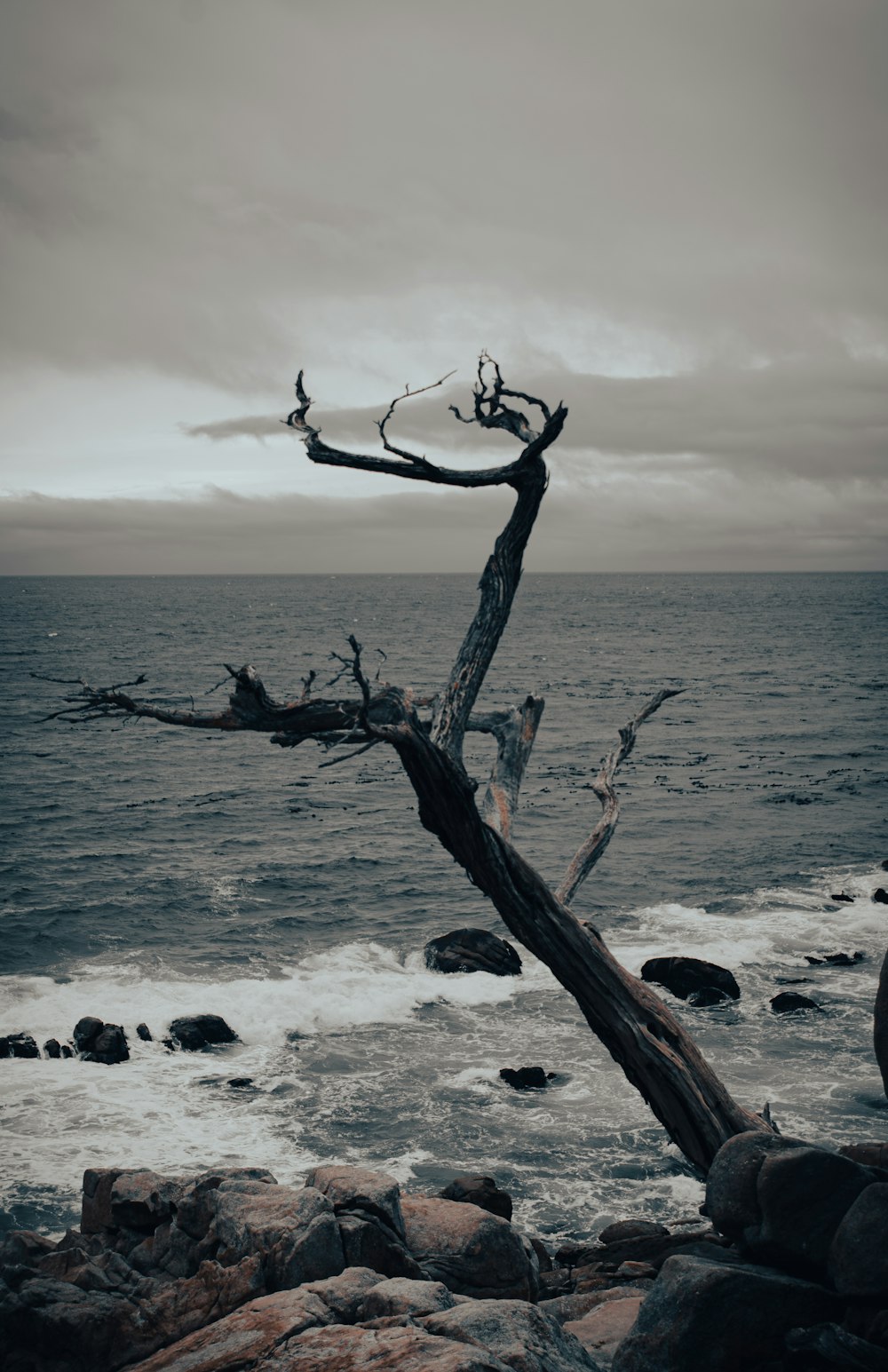 a tree leaning over on a rocky beach