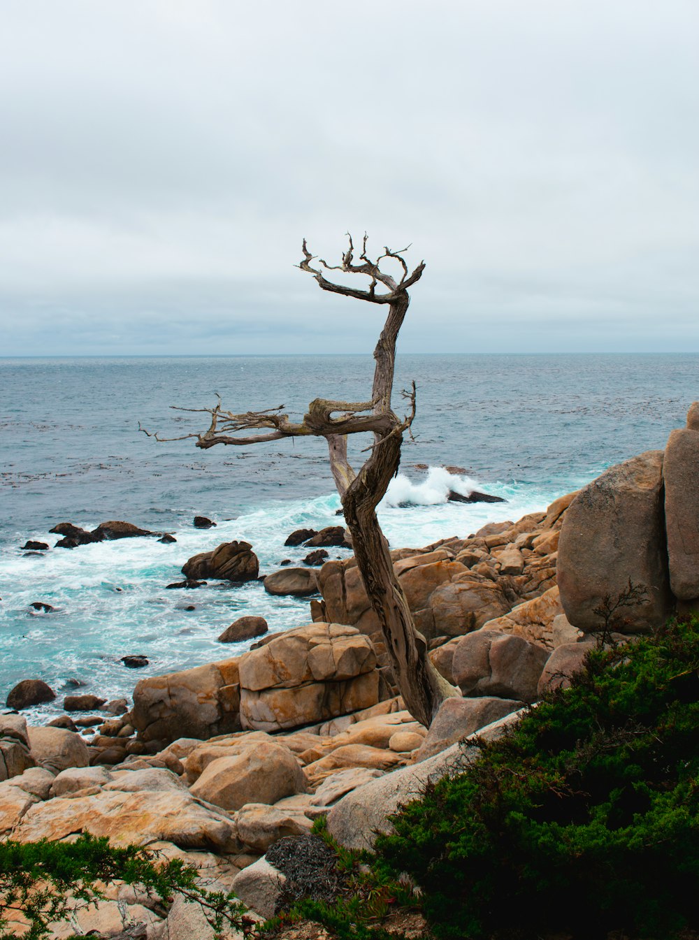 a tree that is standing on some rocks