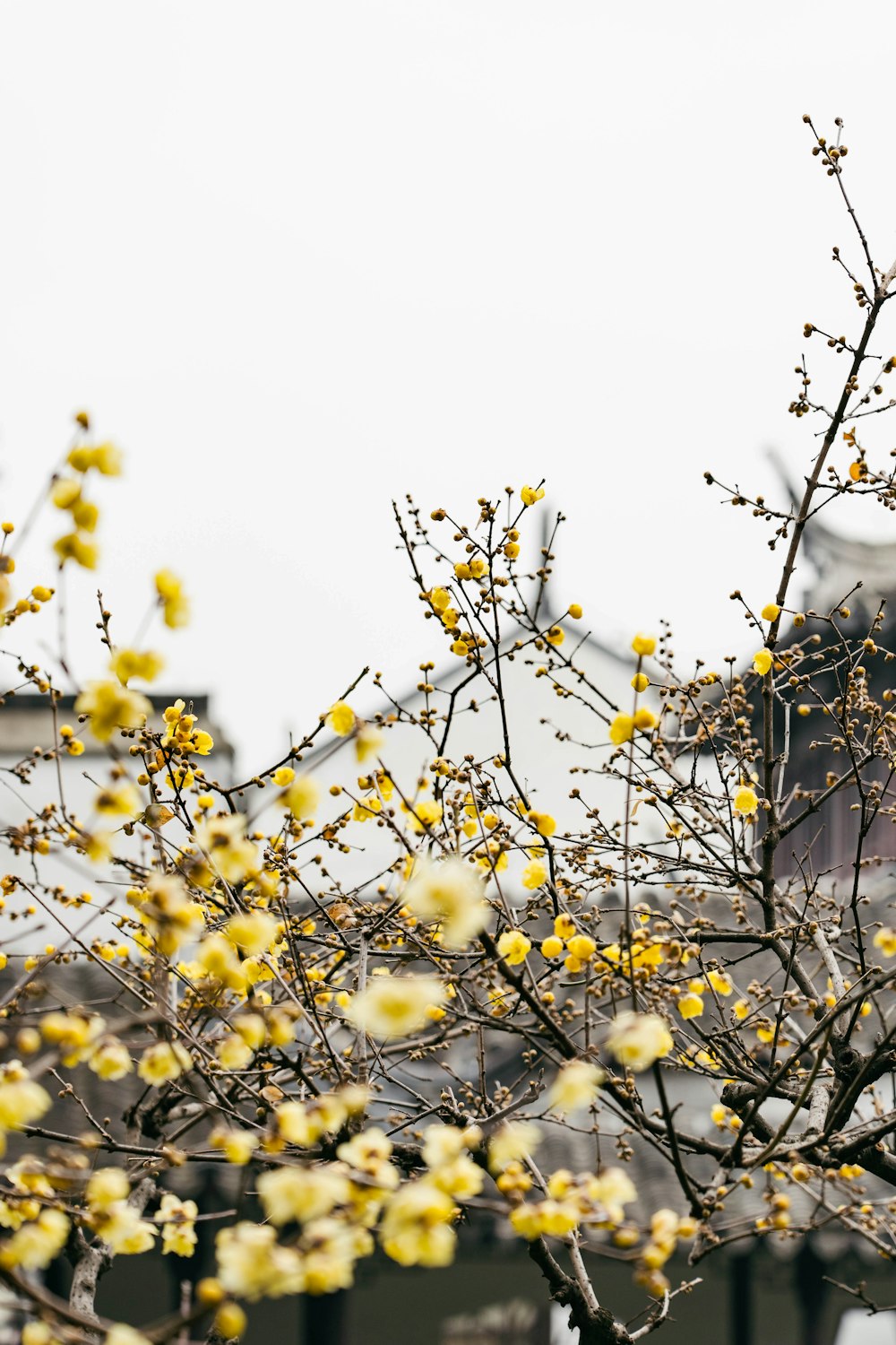 a tree with yellow flowers in front of a building