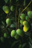 a bunch of green fruit hanging from a tree