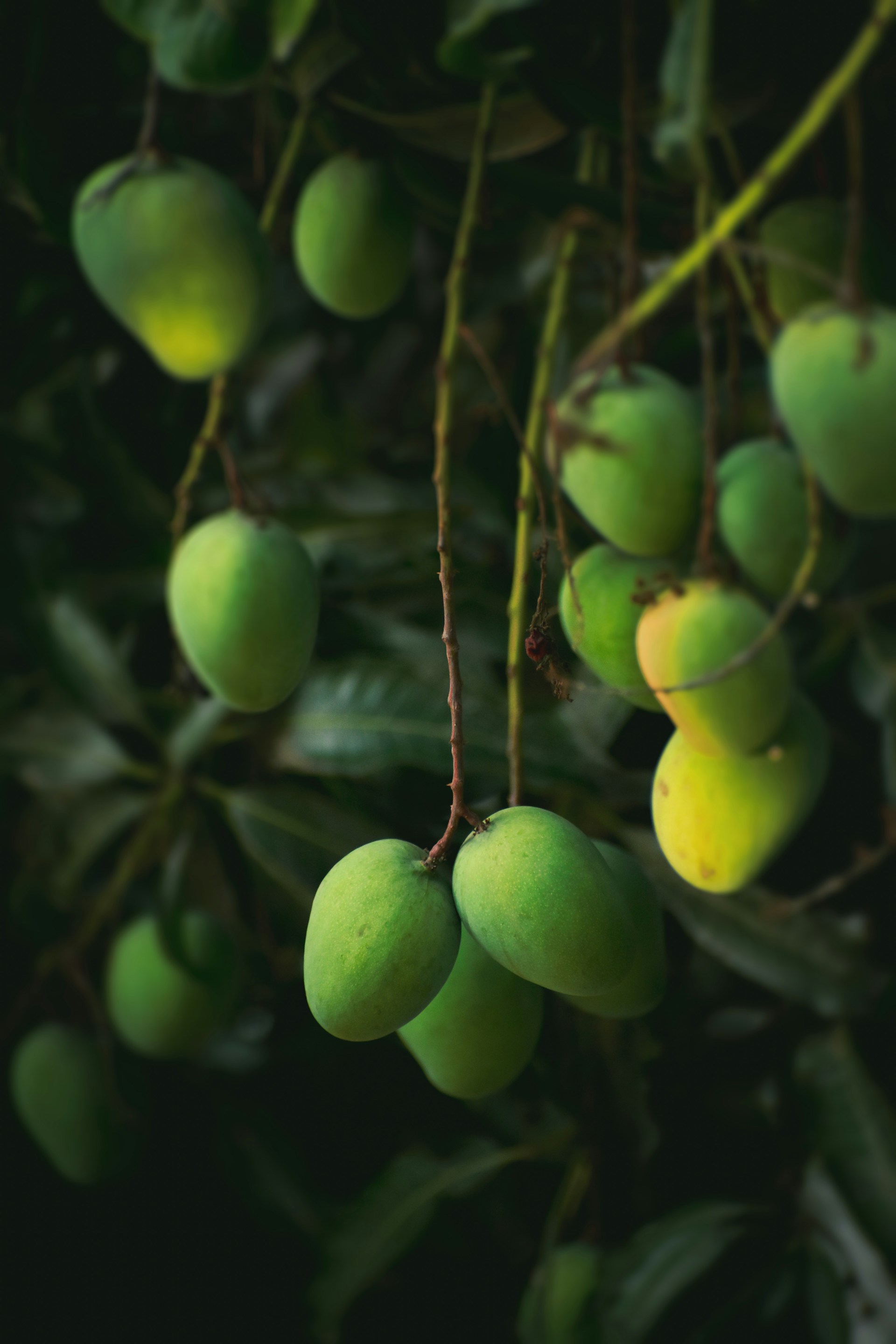 a bunch of green fruit hanging from a tree