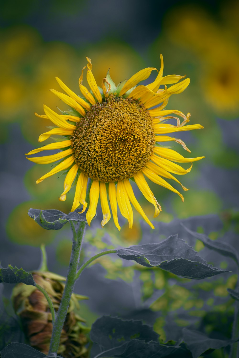 a large sunflower in a field of sunflowers