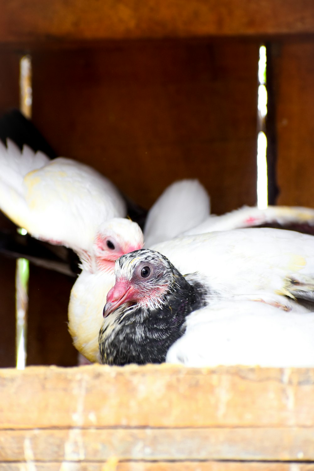 a couple of white and black birds in a cage