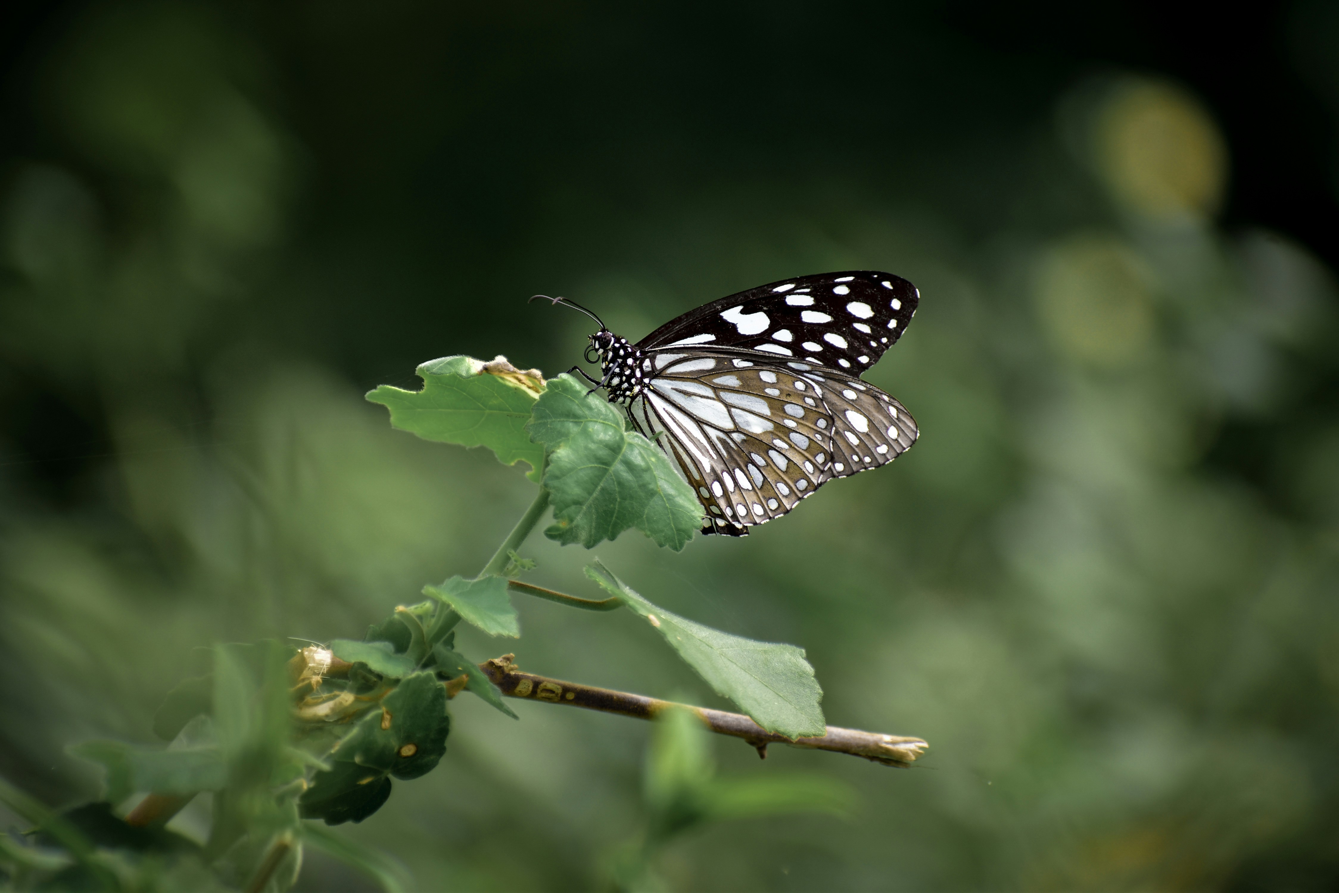 Photo by hacker_camerwork