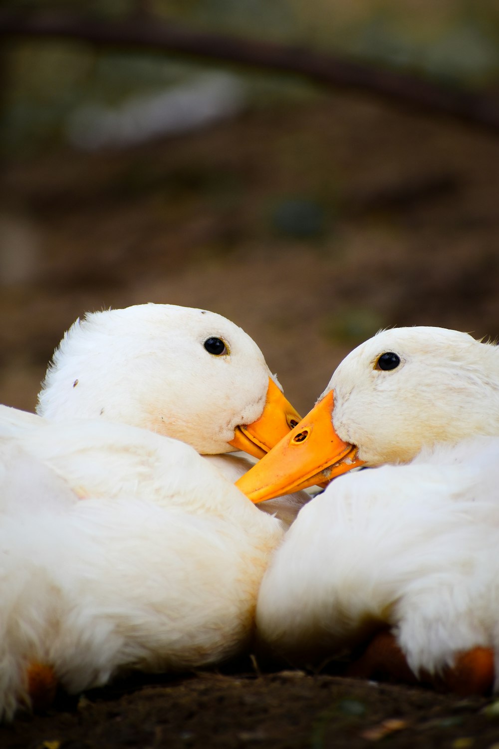 a couple of white ducks sitting next to each other