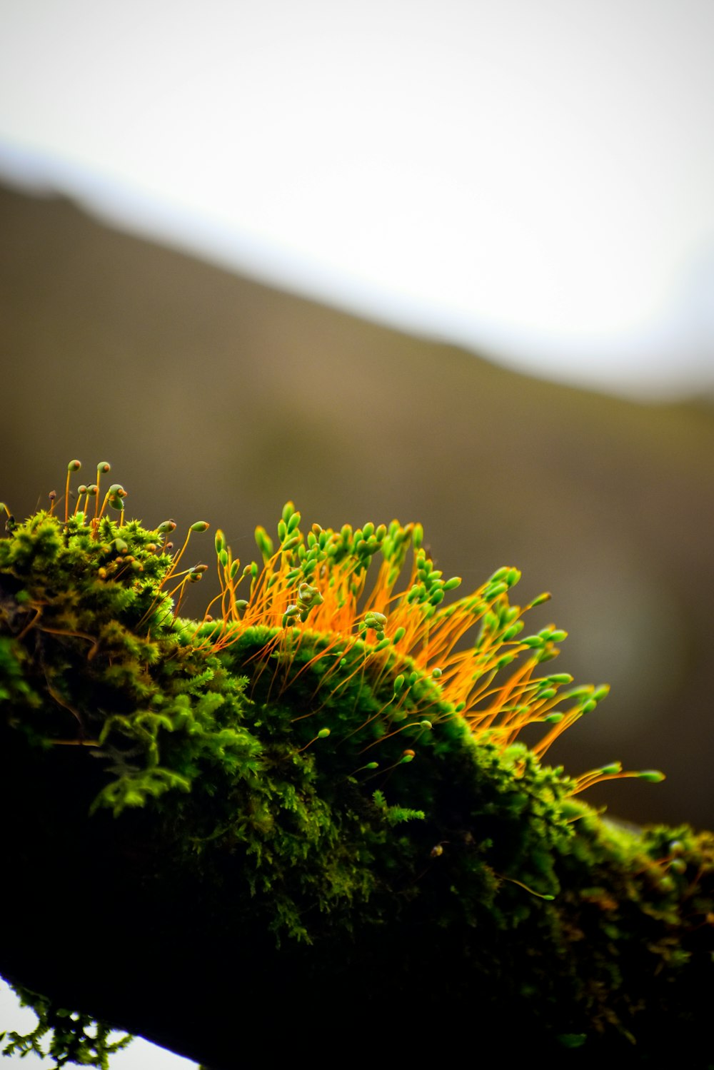 a close up of a tree branch with moss growing on it