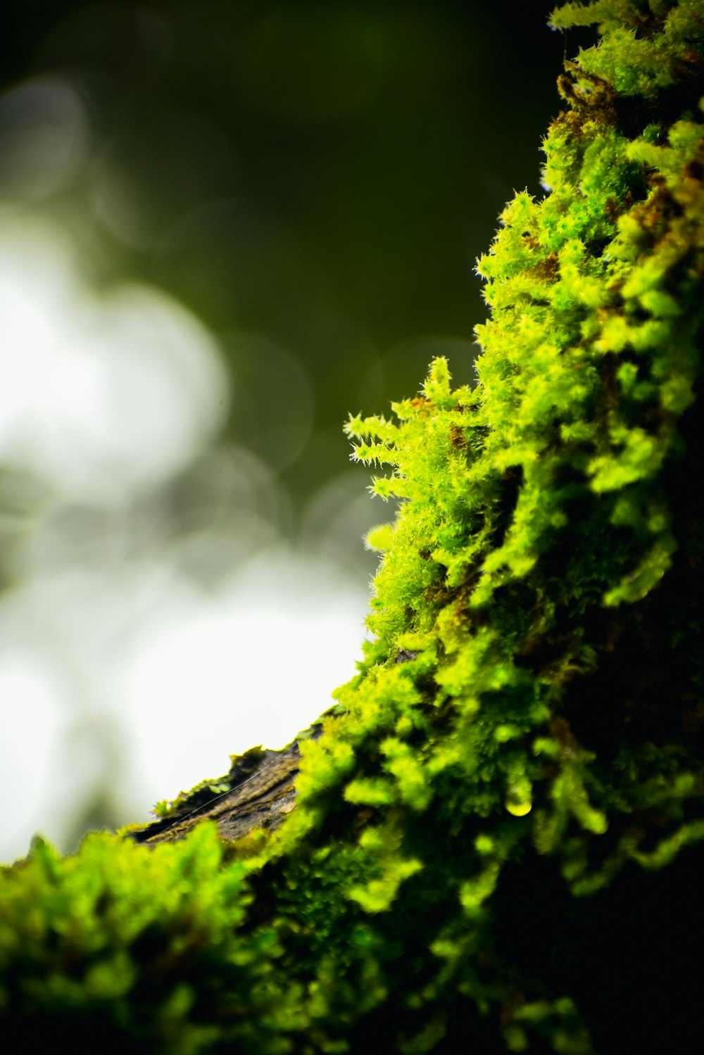 a close up of a mossy tree branch