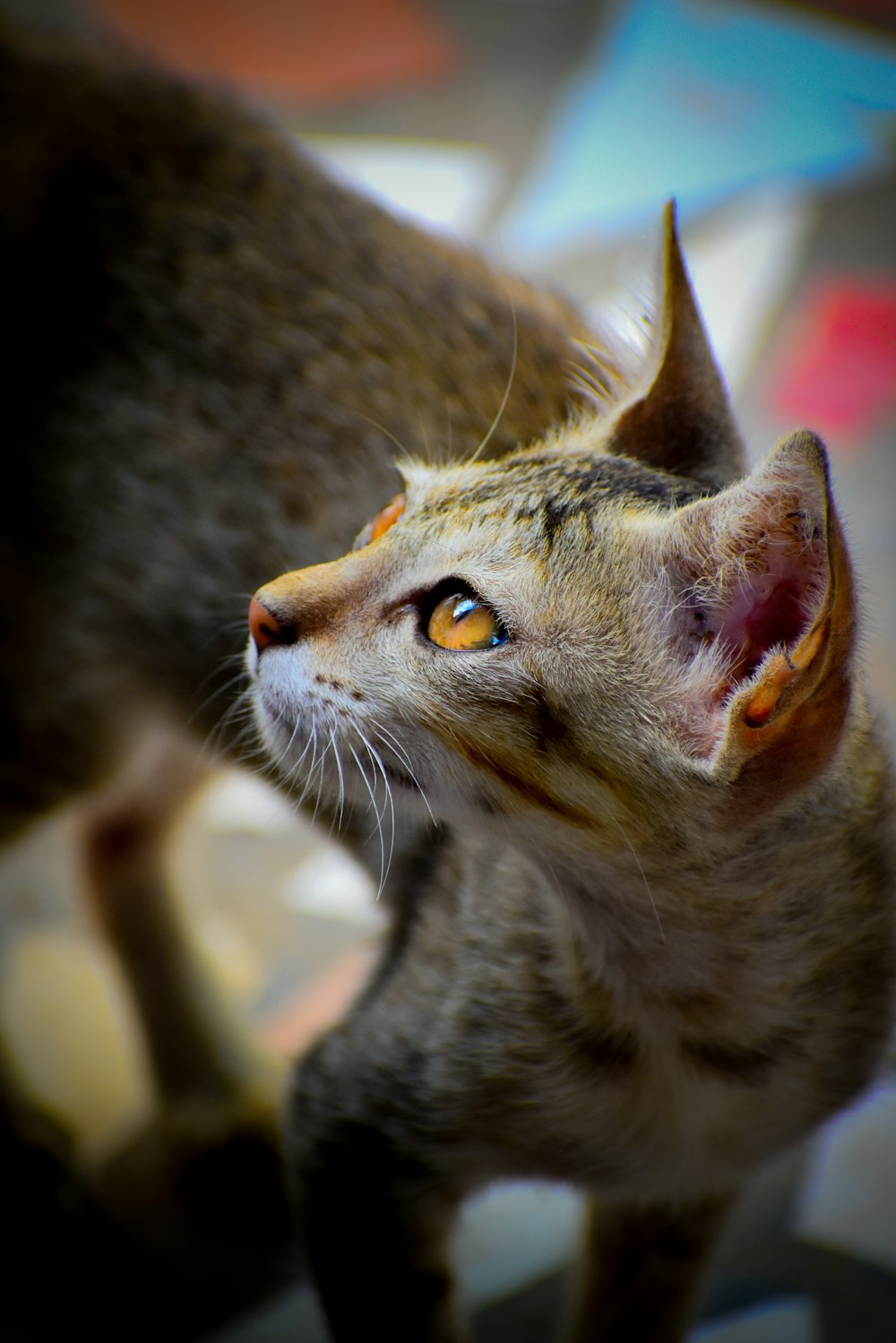 a close up of a cat looking up at something