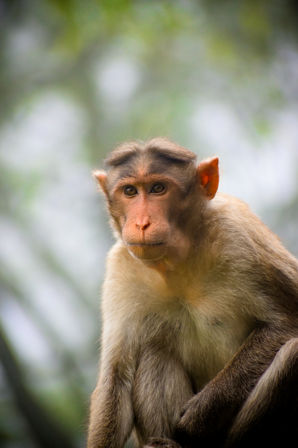 a monkey sitting on top of a tree branch