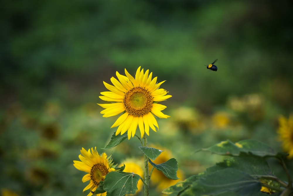 a sunflower and a bee in a field of sunflowers