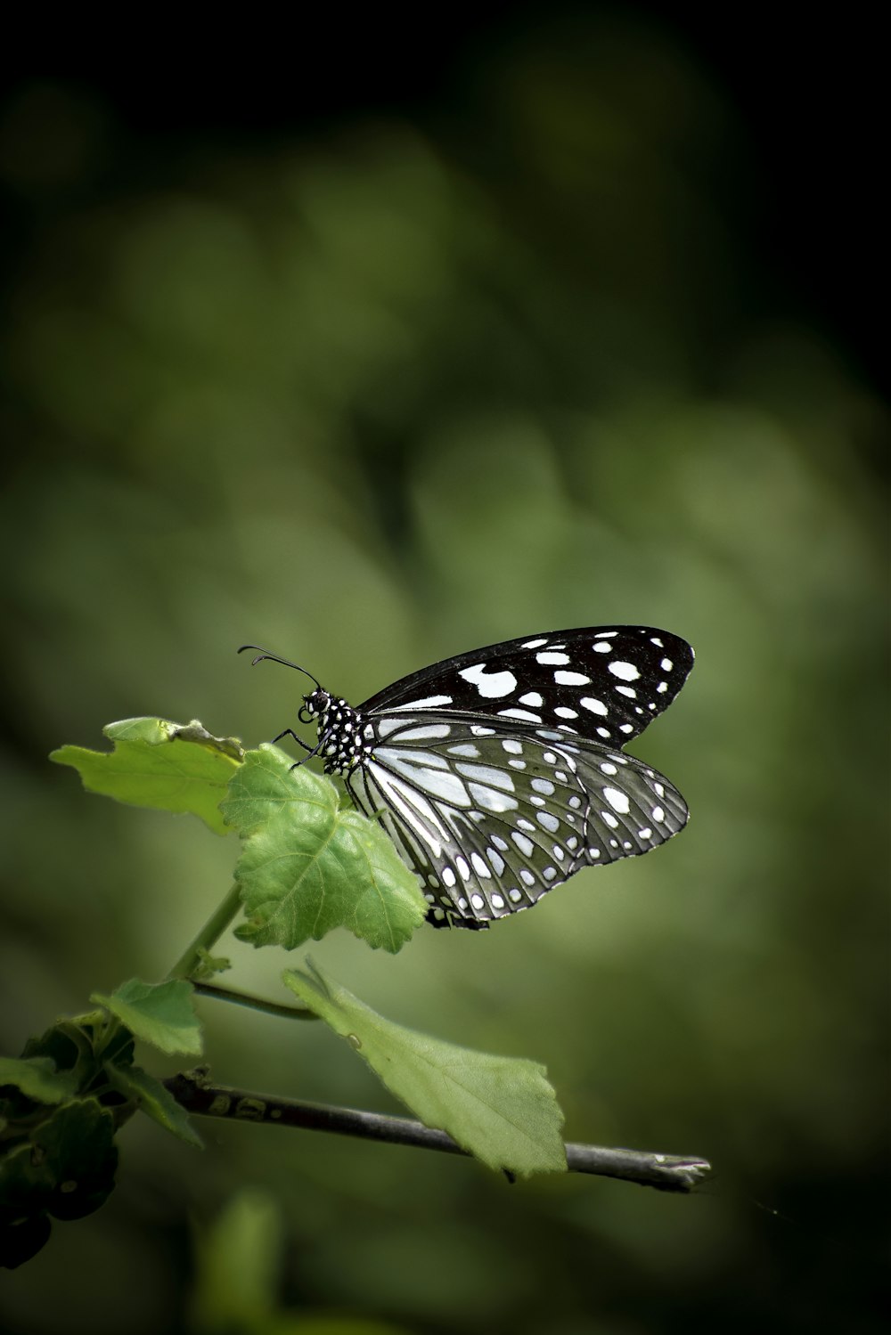 a black and white butterfly sitting on a leaf