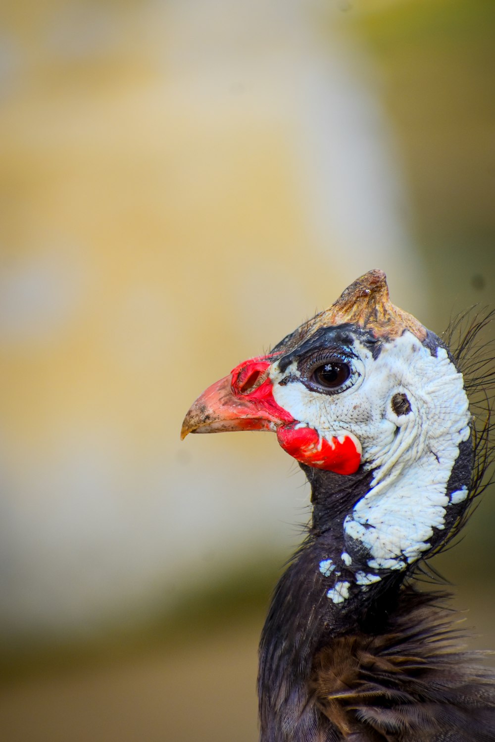 a close up of a bird with a red beak