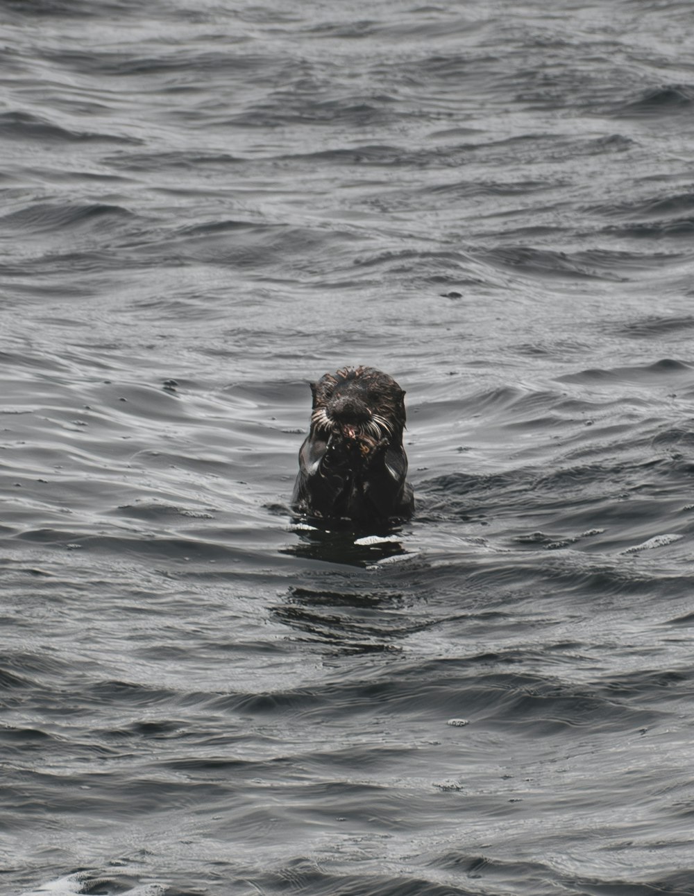 a dog swimming in a body of water