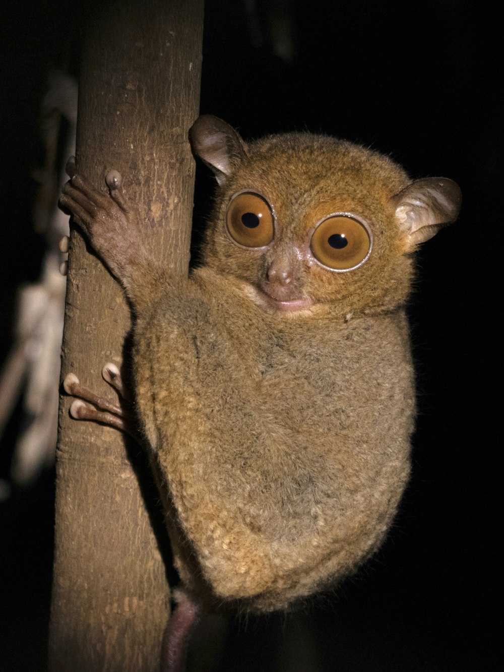 a close up of a small animal on a tree