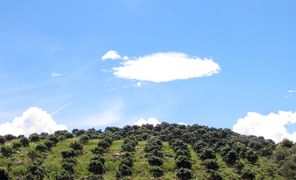a hill covered in trees under a blue sky