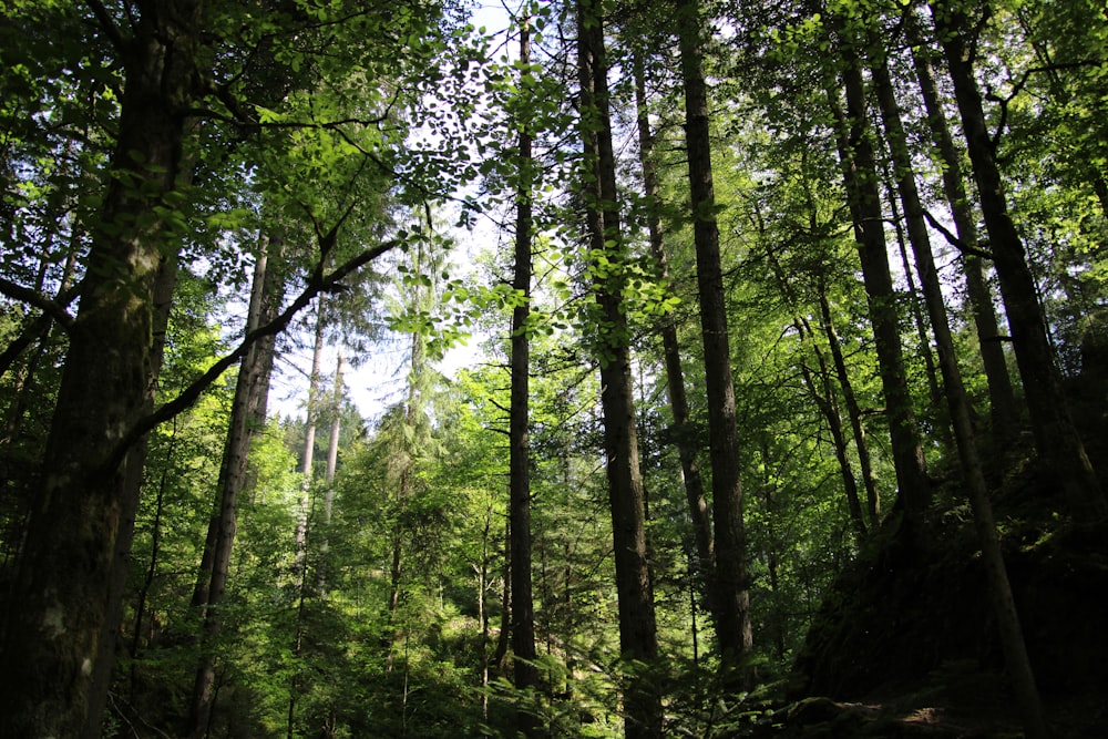 a forest filled with lots of green trees