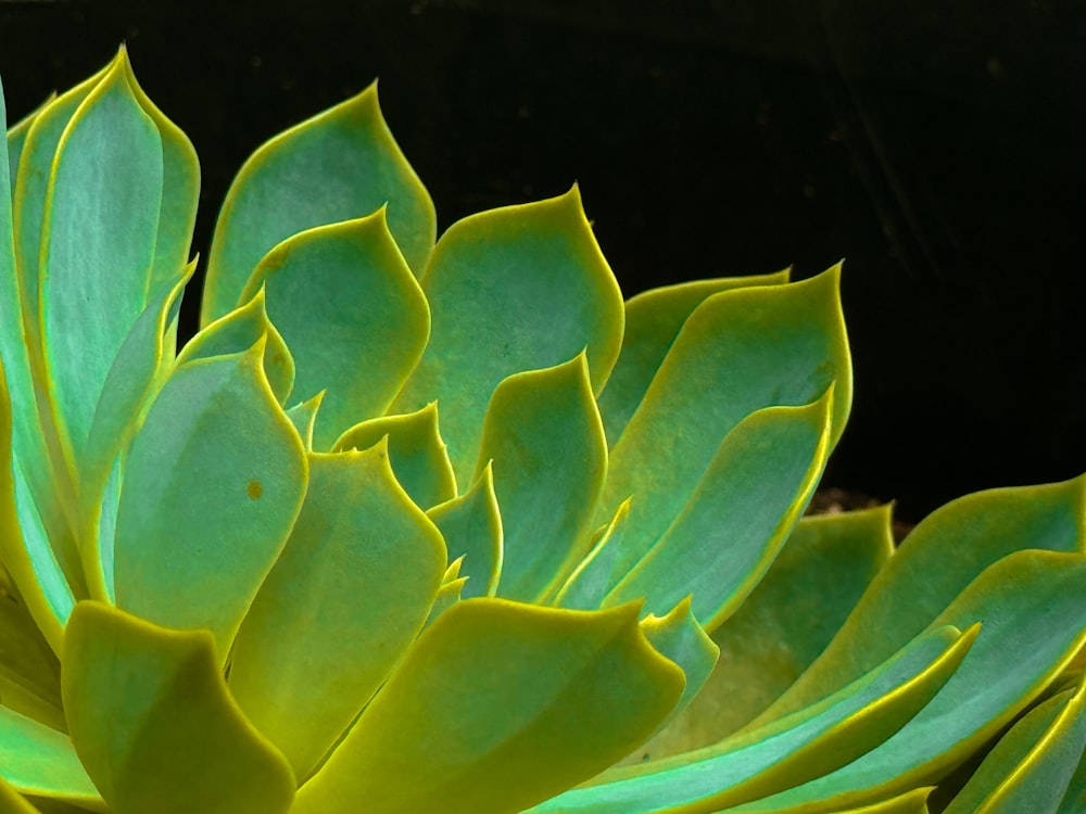 a close up of a green plant with leaves