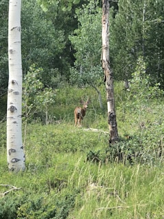 a deer standing in the middle of a forest