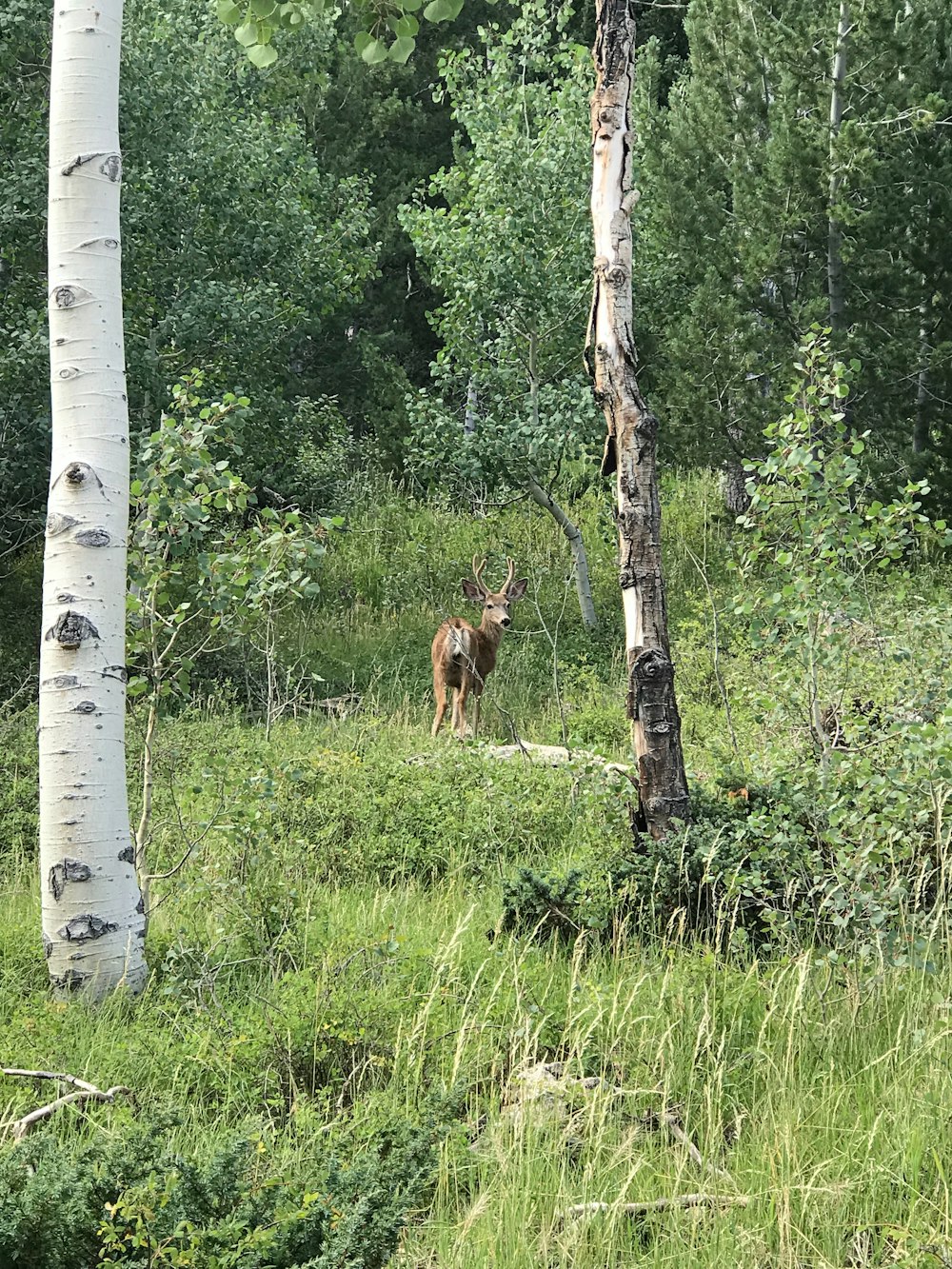 a deer standing in the middle of a forest