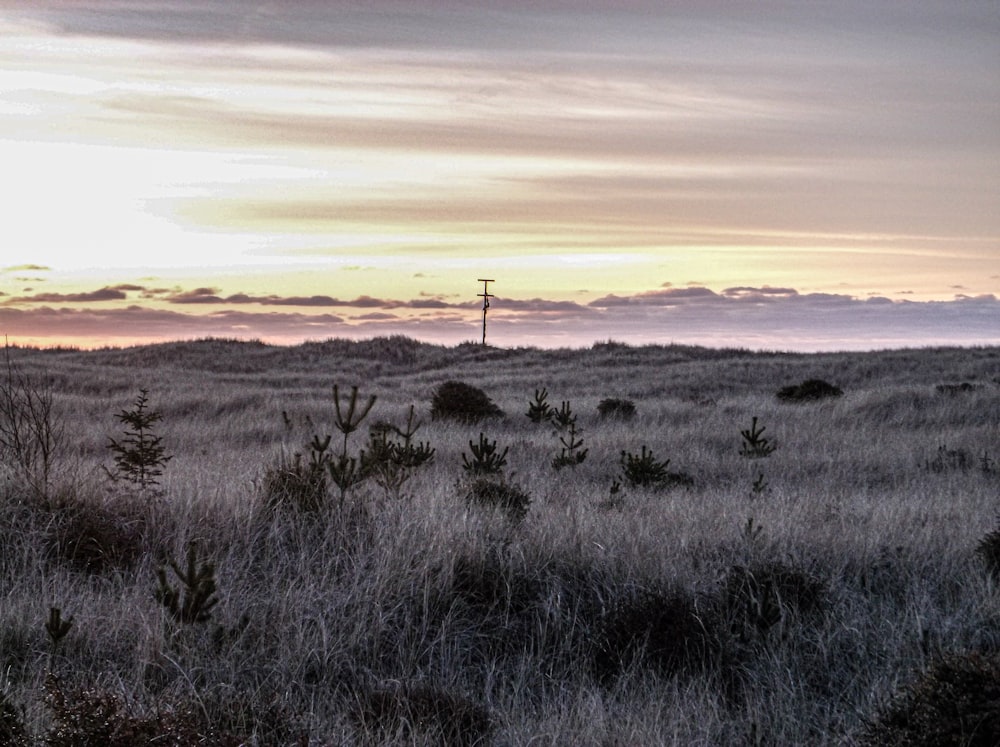 a lone horse standing in a field at sunset