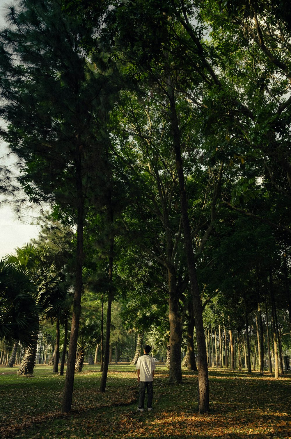 a man standing in the middle of a forest