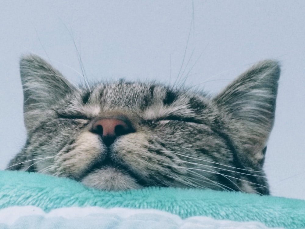 a close up of a cat laying on a blanket