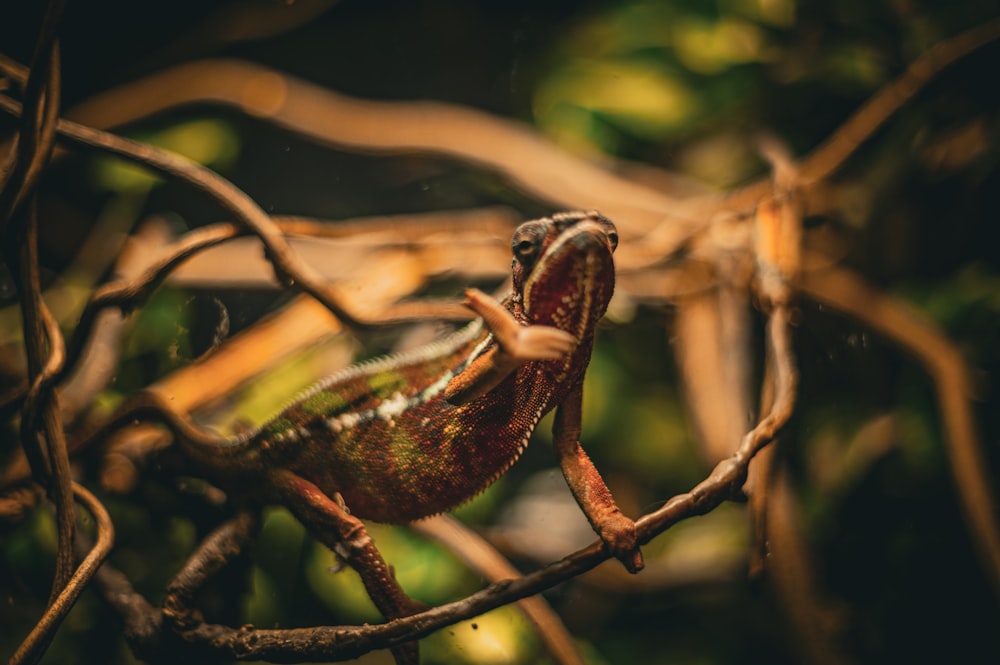 un camamelón sentado en una rama de un árbol