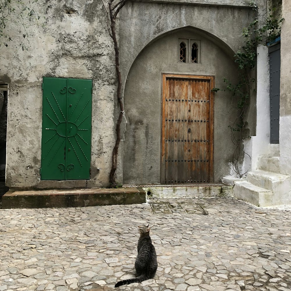 a cat sitting on a cobblestone street in front of a building