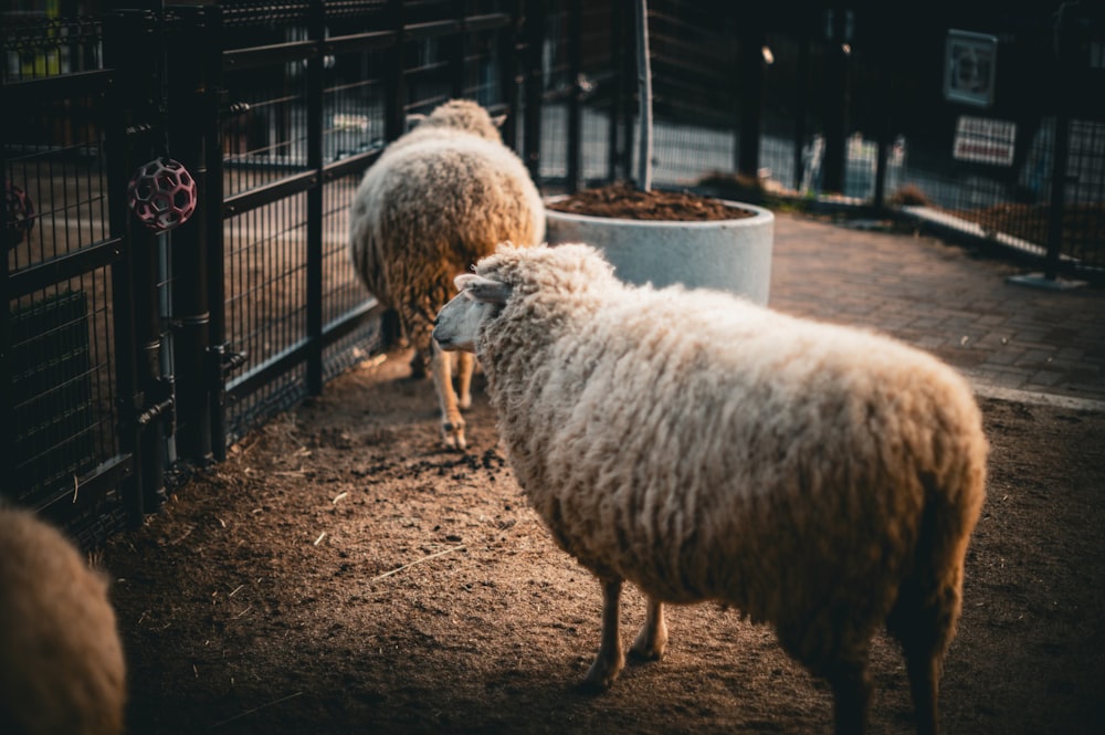 a group of sheep standing next to each other