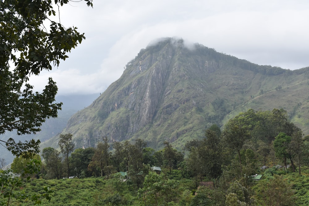 a lush green hillside with a mountain in the background