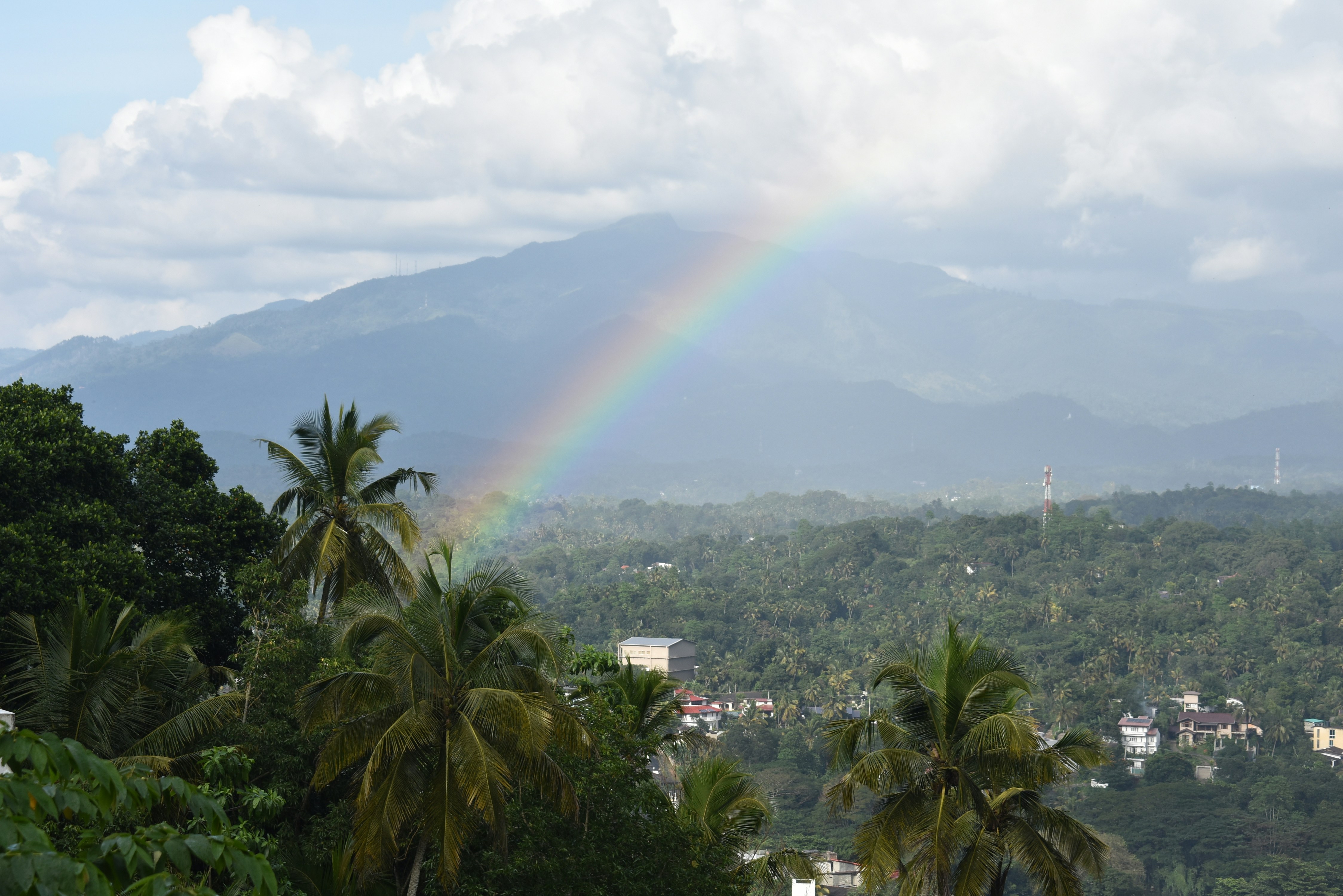 ein Regenbogen am Himmel über einem üppig grünen Wald