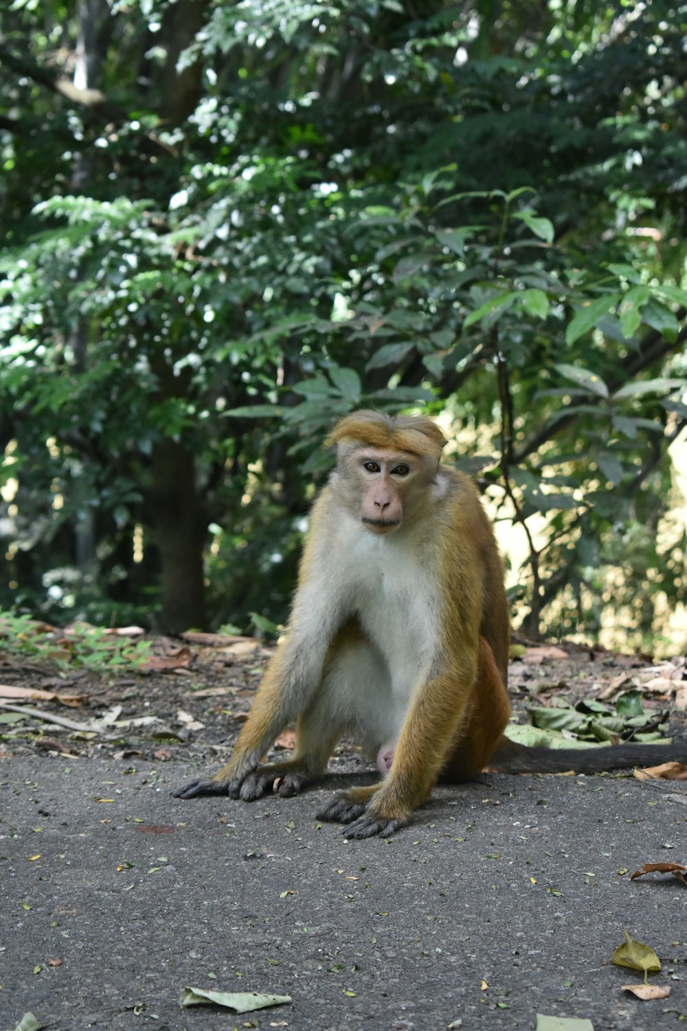 a monkey sitting on the ground in front of some trees