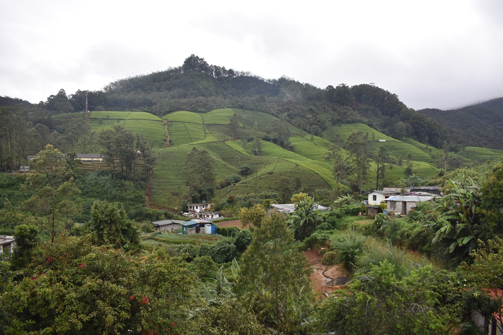 a lush green hillside covered in lots of trees