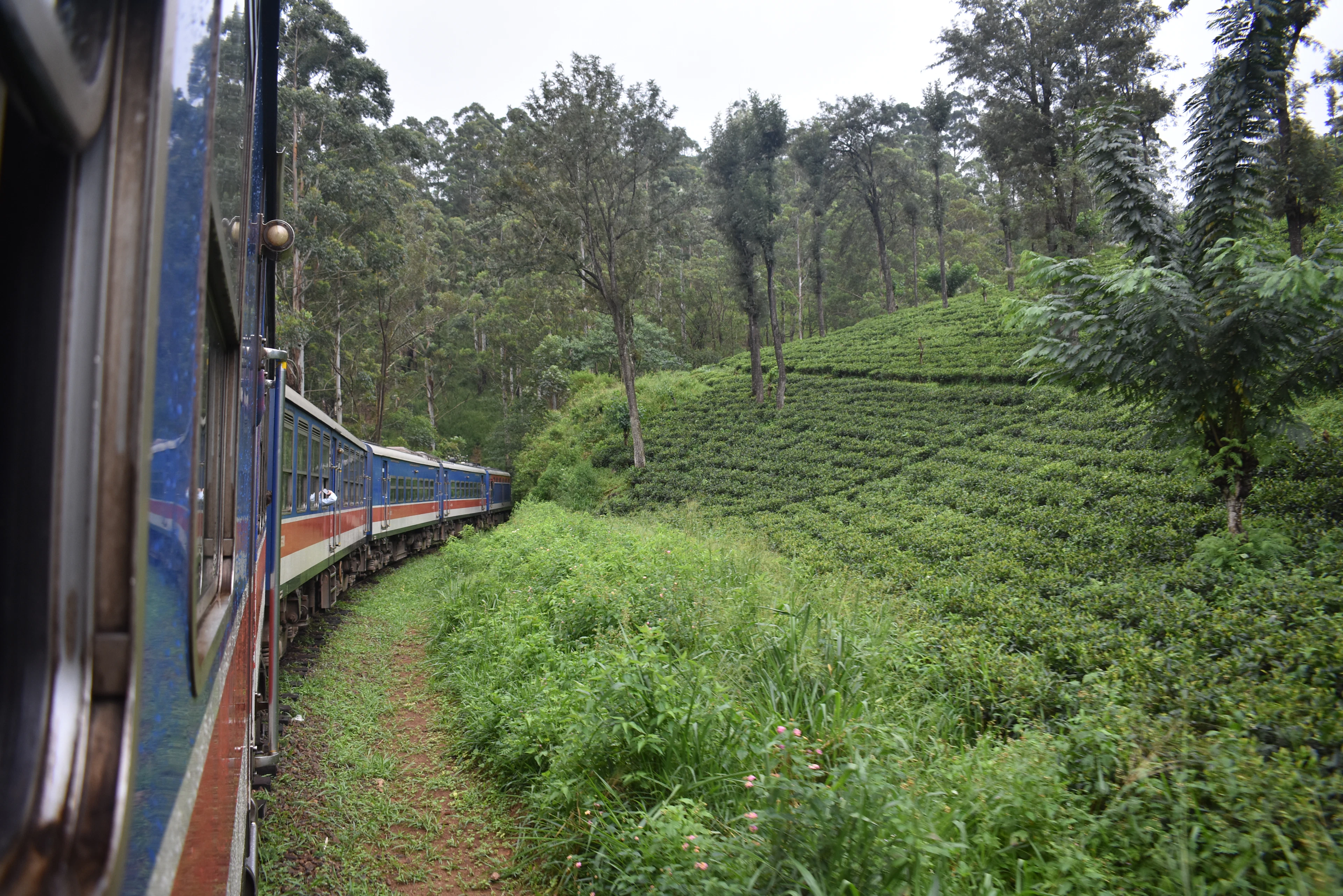 A blue train curving through green tea plantations and eucalyptus in Sri Lanka's hill country