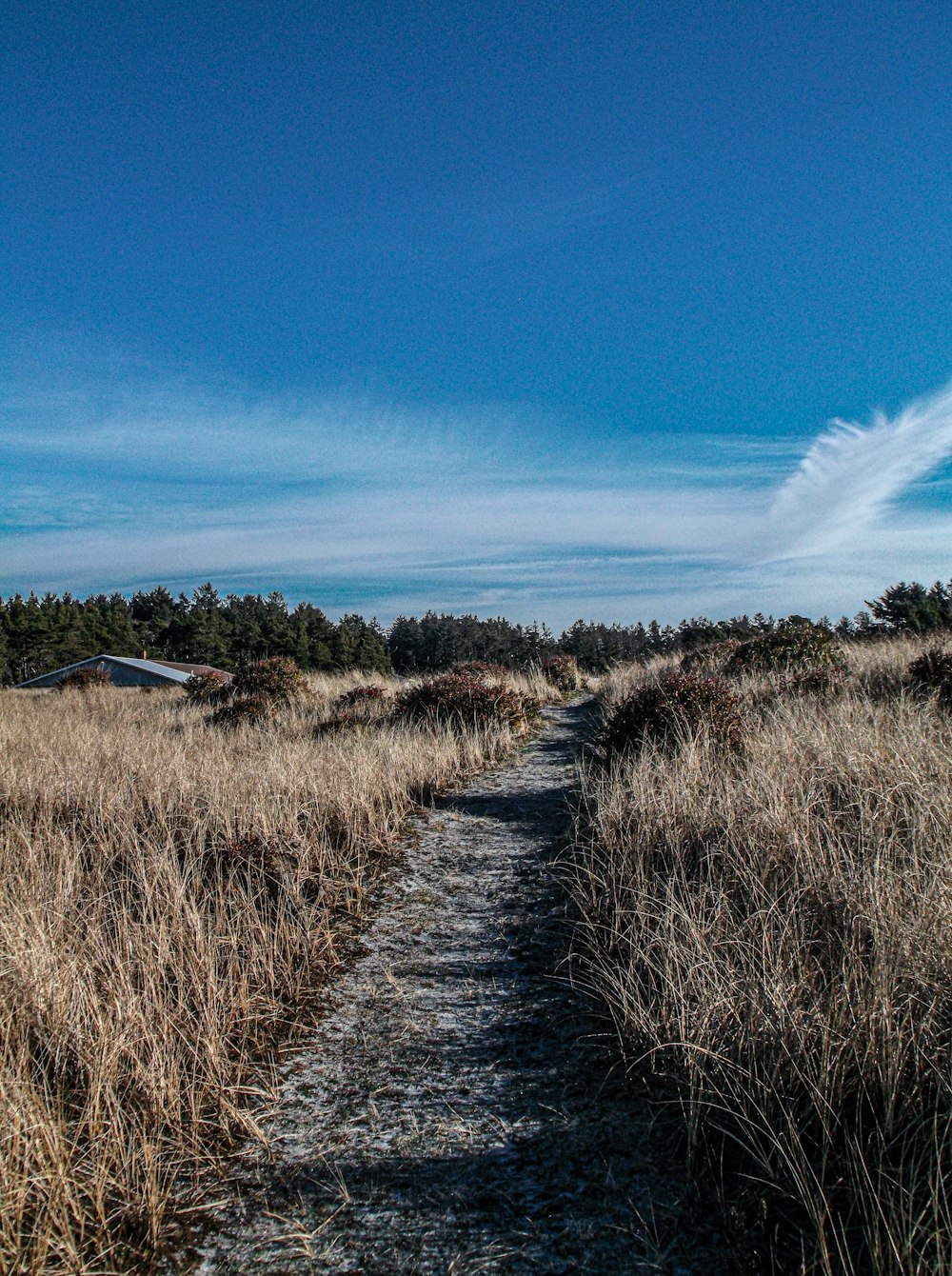 a dirt path in a field with tall grass