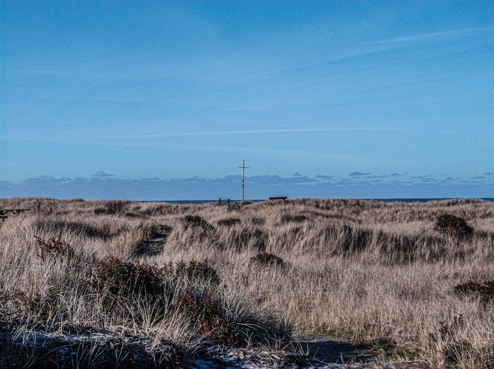 a grassy field with a telephone pole in the distance