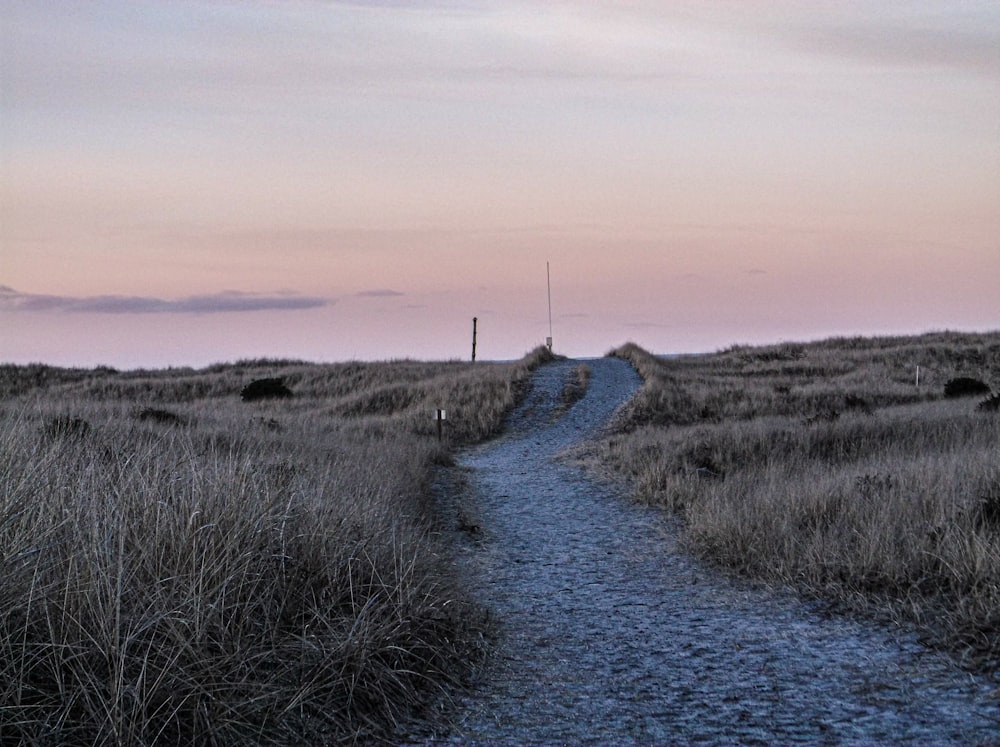 a path in the middle of a grassy field