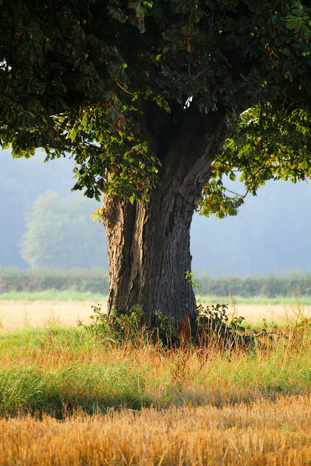 a large tree in a grassy field with mountains in the background