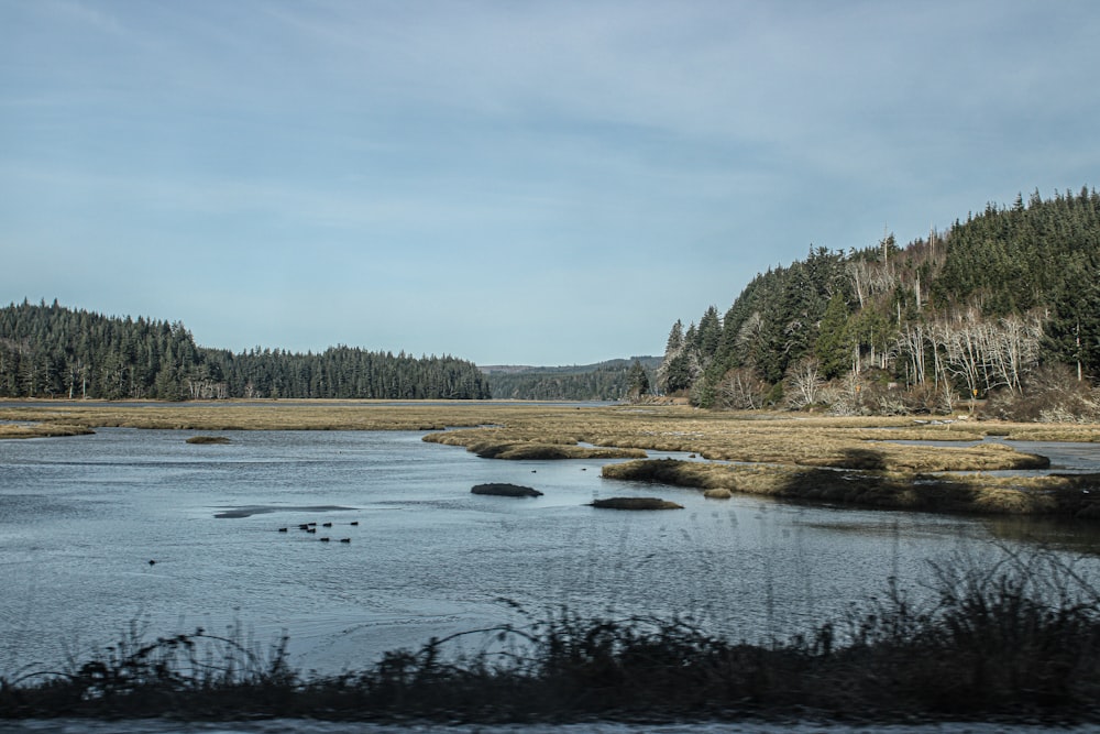 a body of water surrounded by a forest