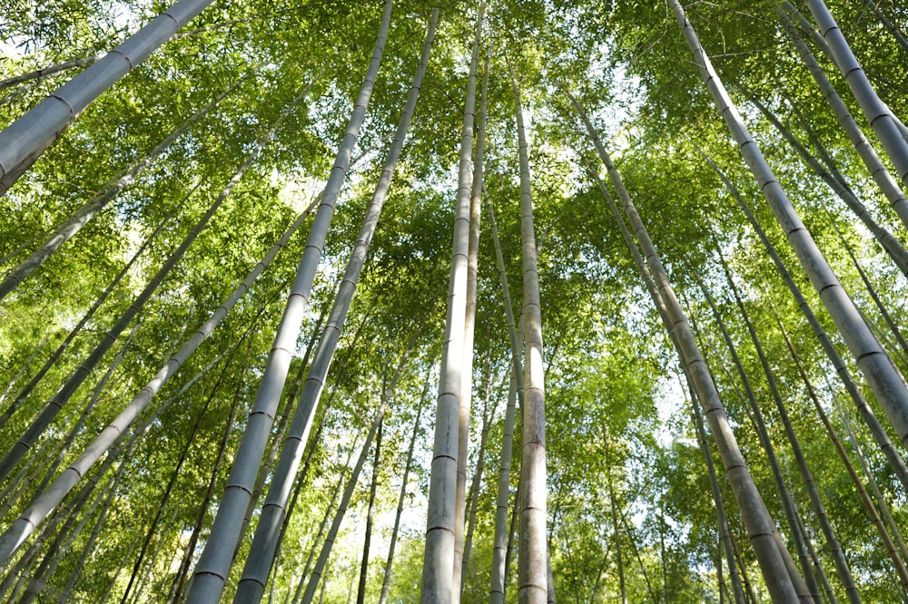 a group of tall bamboo trees standing next to each other