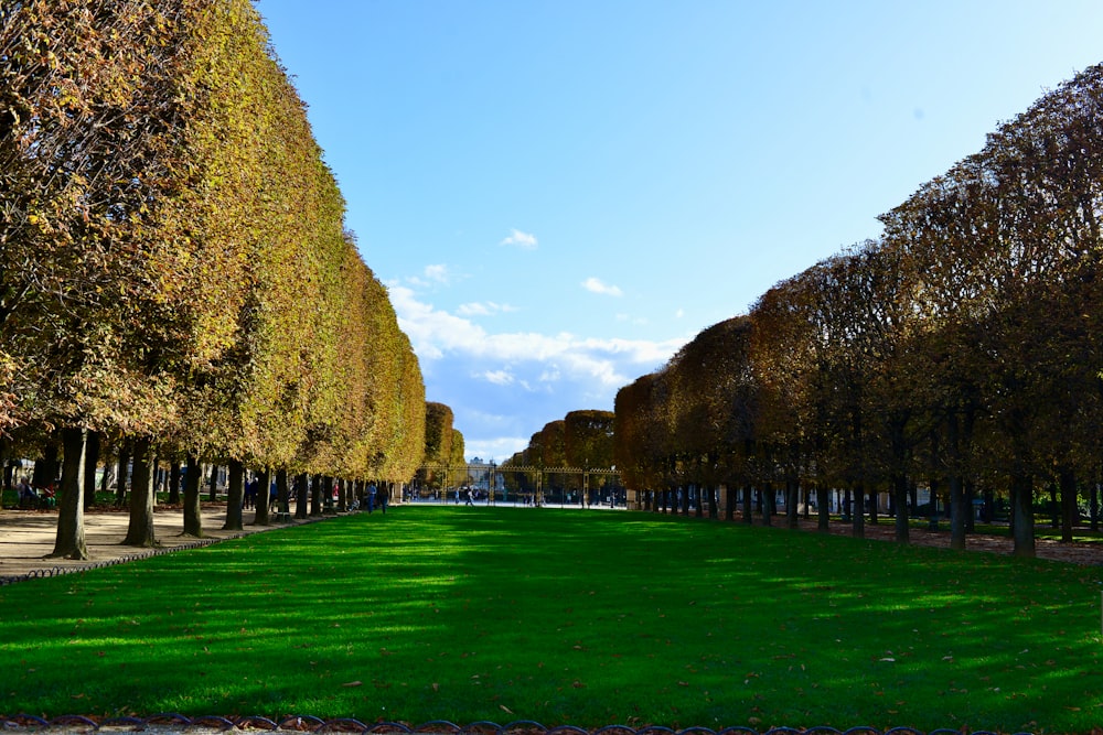 a row of trees in a park with green grass