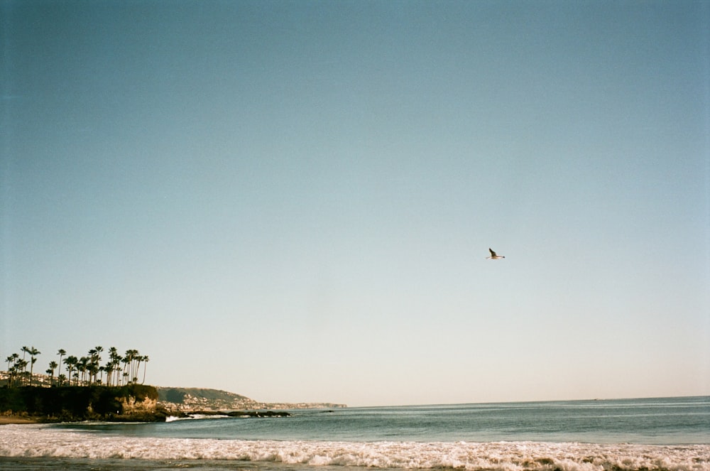 a bird flying over the ocean with palm trees in the background