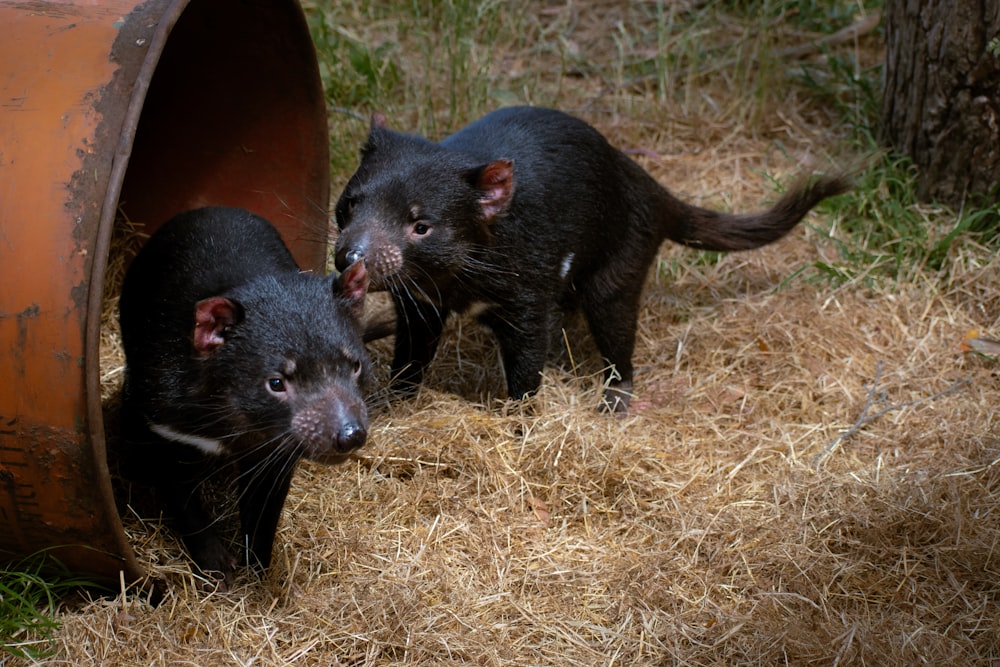 a couple of small black animals standing next to each other