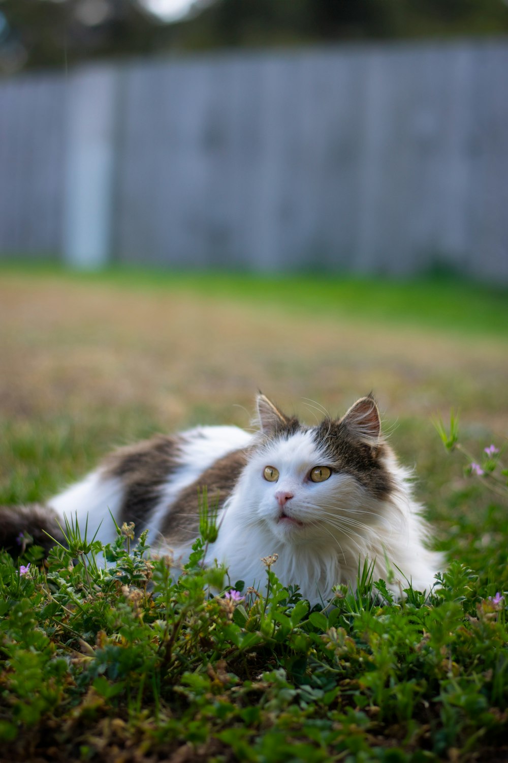 un gato blanco y marrón tumbado en la hierba