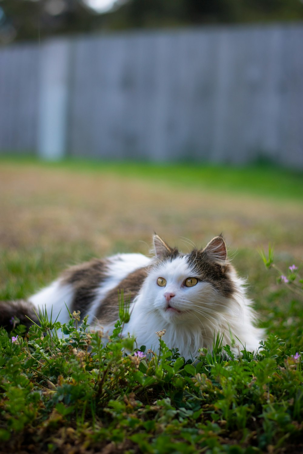 a white and brown cat laying in the grass
