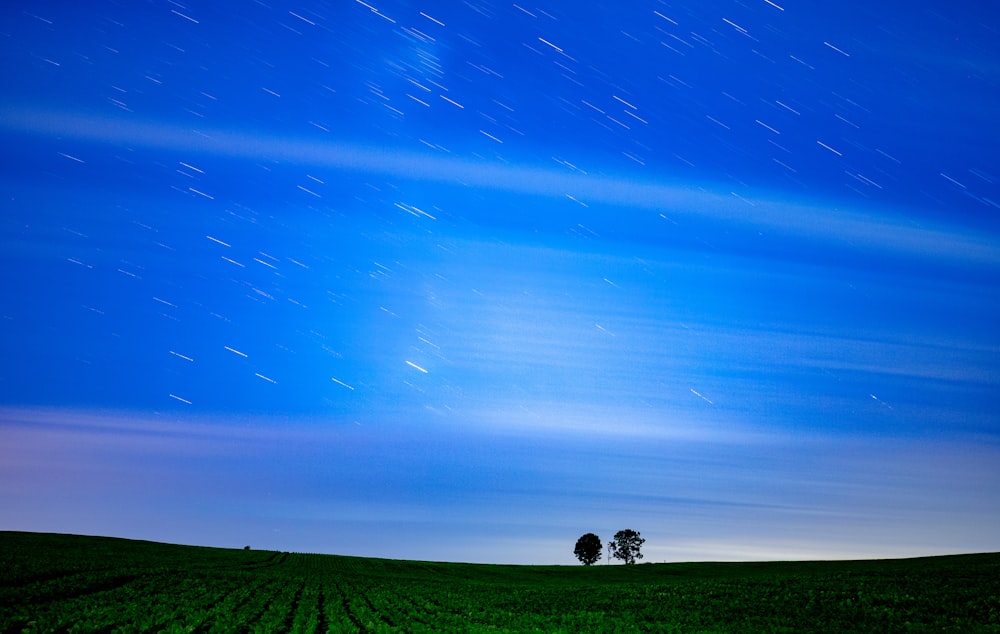 a field of grass with a tree in the distance