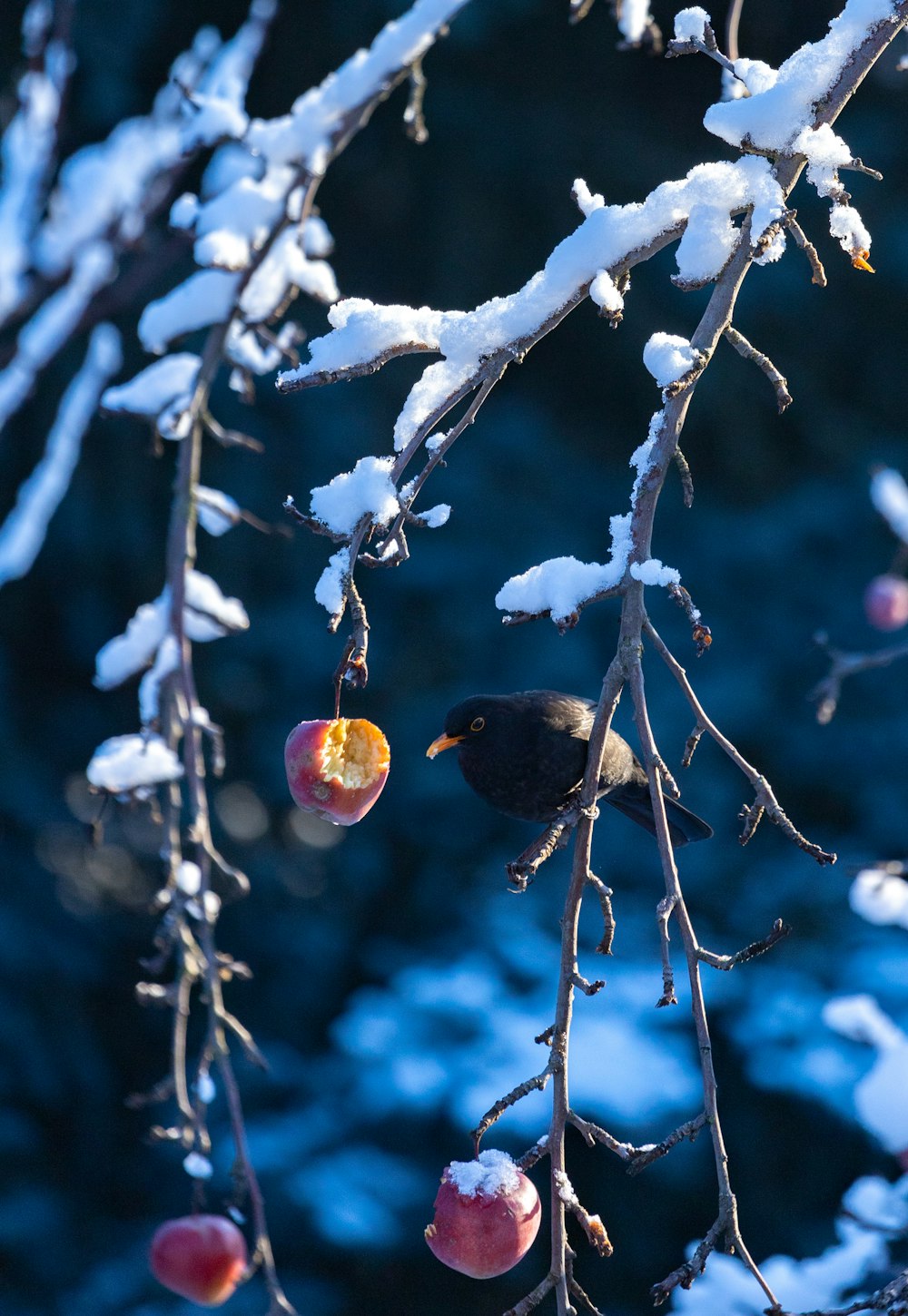 a small bird sitting on a branch of a tree covered in snow