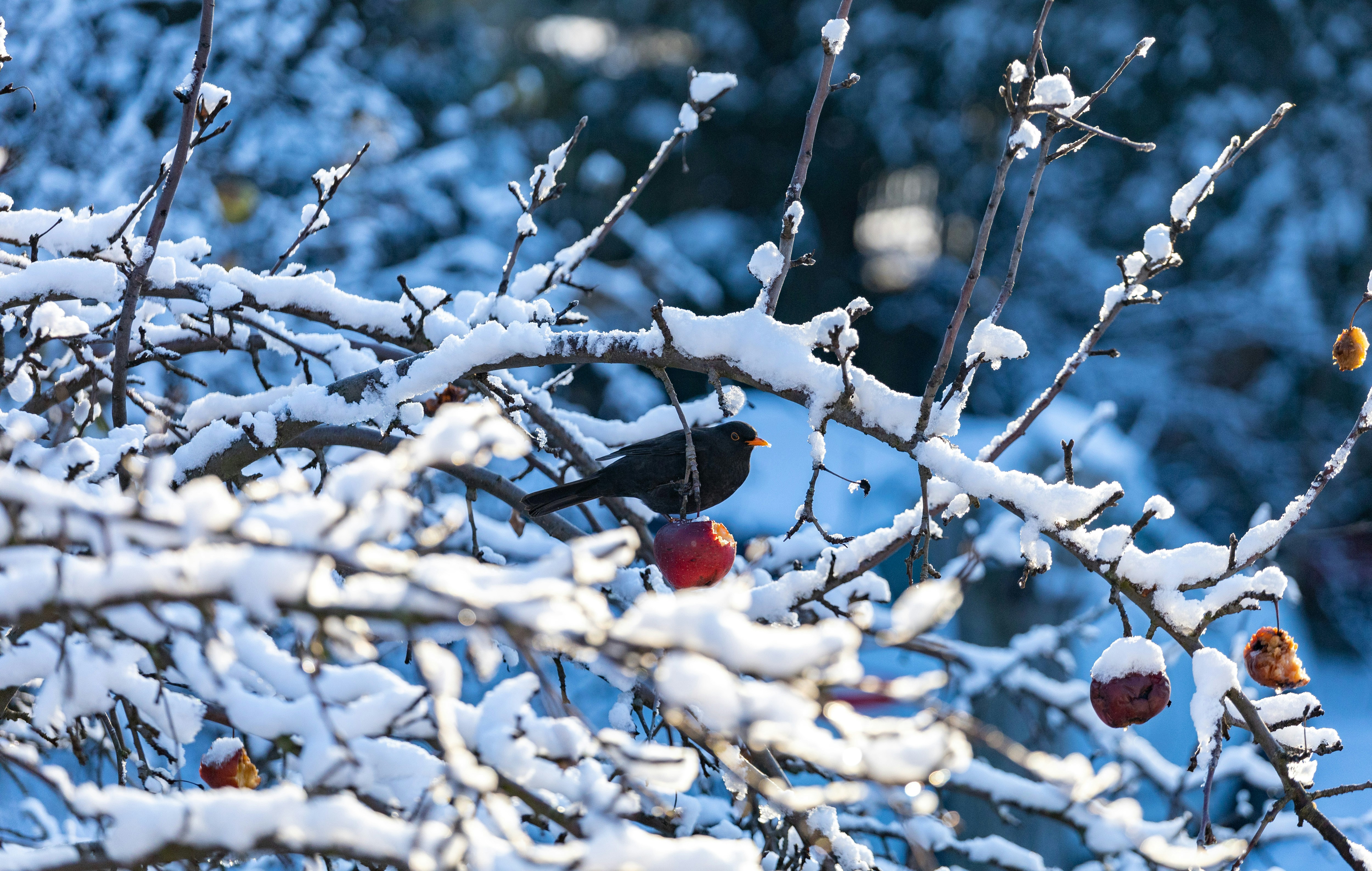 a couple of birds sitting on top of a tree covered in snow