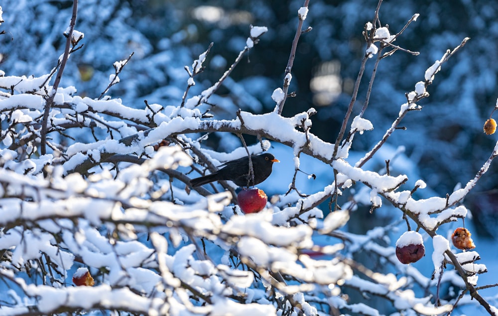 a couple of birds sitting on top of a tree covered in snow