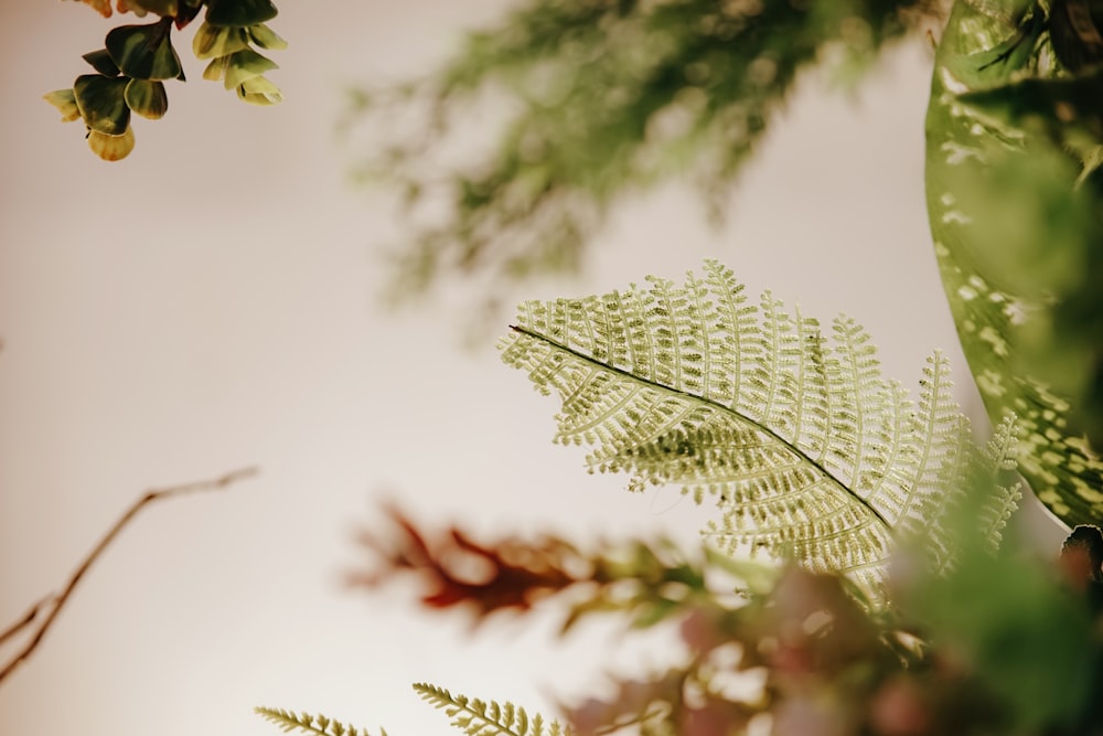 a close up of a plant with a sky in the background